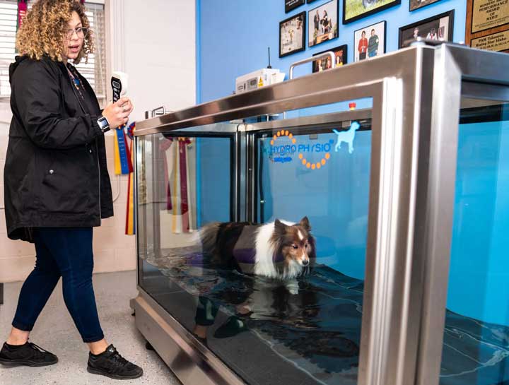 Hydrotherapy for Dogs in $city